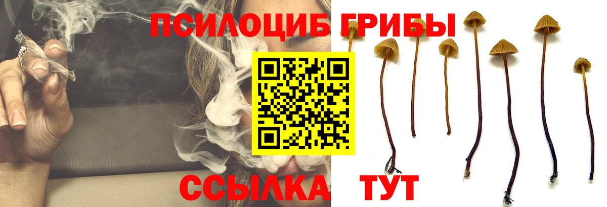 Псилоцибиновые грибы Cubensis Истра